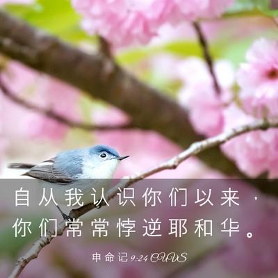 Picture 03 - 申 命 记 9:24 CUVS - 自 从 我 认 识 你 们 以 来 ， 你 们 - Bible Verse Picture