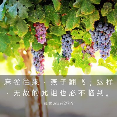 Picture 03 - 箴 言 26:2 CUVS - 麻 雀 往 来 ， 燕 子 翻 飞 ； 这 样 - Bible Verse Picture
