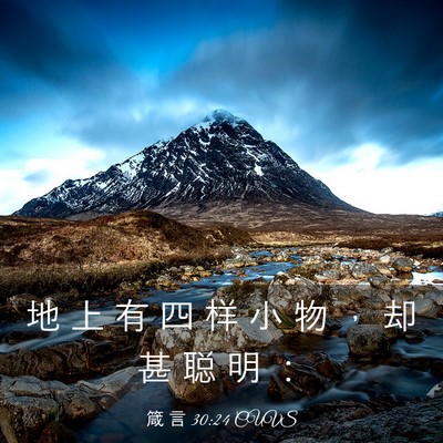 Picture 03 - 箴 言 30:24 CUVS - 地 上 有 四 样 小 物 ， 却 甚 聪 明 - Bible Verse Picture