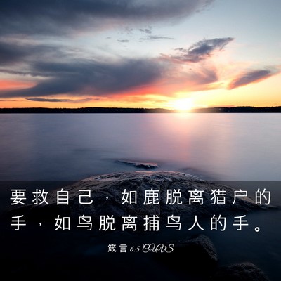 Picture 03 - 箴 言 6:5 CUVS - 要 救 自 己 ， 如 鹿 脱 离 猎 户 的 - Bible Verse Picture