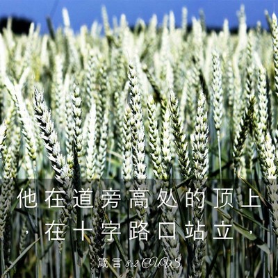 Picture 03 - 箴 言 8:2 CUVS - 他 在 道 旁 高 处 的 顶 上 ， 在 十 - Bible Verse Picture
