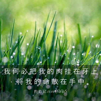 Picture 03 - 约 伯 记 13:14 CUVS - 我 何 必 把 我 的 肉 挂 在 牙 上 ， - Bible Verse Picture