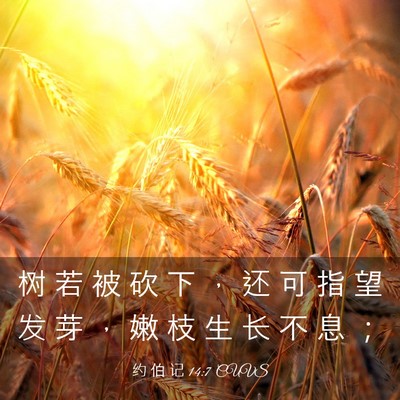 Picture 03 - 约 伯 记 14:7 CUVS - 树 若 被 砍 下 ， 还 可 指 望 发 芽 - Bible Verse Picture