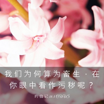 Picture 03 - 约 伯 记 18:3 CUVS - 我 们 为 何 算 为 畜 生 ， 在 你 眼 - Bible Verse Picture