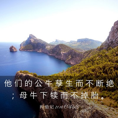 Picture 03 - 约 伯 记 21:10 CUVS - 他 们 的 公 牛 孳 生 而 不 断 绝 ； - Bible Verse Picture