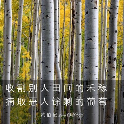 Picture 03 - 约 伯 记 24:6 CUVS - 收 割 别 人 田 间 的 禾 稼 ， 摘 取 - Bible Verse Picture