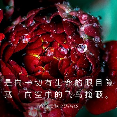 Picture 03 - 约 伯 记 28:21 CUVS - 是 向 一 切 有 生 命 的 眼 目 隐 藏 - Bible Verse Picture