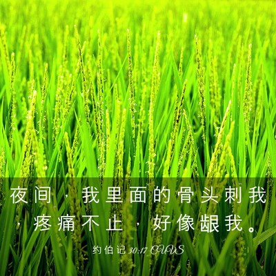 Picture 03 - 约 伯 记 30:17 CUVS - 夜 间 ， 我 里 面 的 骨 头 刺 我 ， - Bible Verse Picture