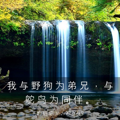 Picture 03 - 约 伯 记 30:29 CUVS - 我 与 野 狗 为 弟 兄 ， 与 鸵 鸟 为 - Bible Verse Picture