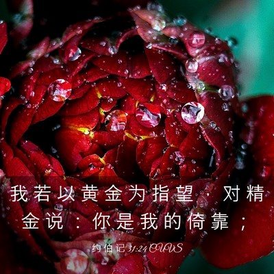Picture 03 - 约 伯 记 31:24 CUVS - 我 若 以 黄 金 为 指 望 ， 对 精 金 - Bible Verse Picture