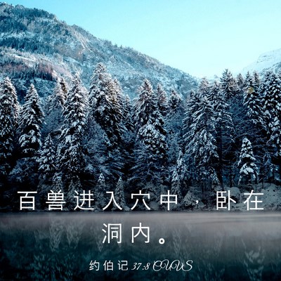 Picture 03 - 约 伯 记 37:8 CUVS - 百 兽 进 入 穴 中 ， 卧 在 洞 内 - Bible Verse Picture