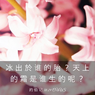 Picture 03 - 约 伯 记 38:29 CUVS - 冰 出 於 谁 的 胎 ？ 天 上 的 霜 是 - Bible Verse Picture