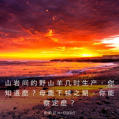Picture 03 - 约 伯 记 39:1 CUVS - 山 岩 间 的 野 山 羊 几 时 生 产 ， - Bible Verse Picture