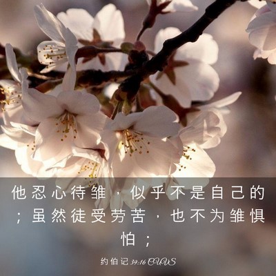 Picture 03 - 约 伯 记 39:16 CUVS - 他 忍 心 待 雏 ， 似 乎 不 是 自 己 - Bible Verse Picture