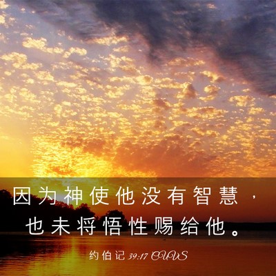 Picture 03 - 约 伯 记 39:17 CUVS - 因 为 神 使 他 没 有 智 慧 ， 也 未 - Bible Verse Picture