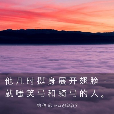 Picture 03 - 约 伯 记 39:18 CUVS - 他 几 时 挺 身 展 开 翅 膀 ， 就 嗤 - Bible Verse Picture