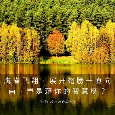 Picture 03 - 约 伯 记 39:26 CUVS - 鹰 雀 飞 翔 ， 展 开 翅 膀 一 直 向 - Bible Verse Picture