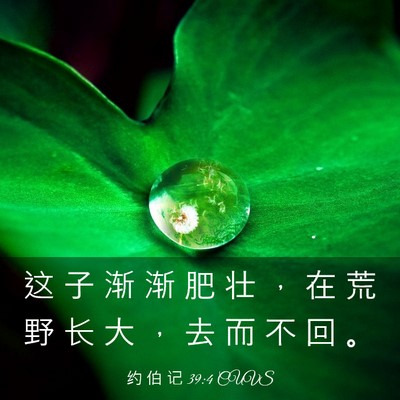 Picture 03 - 约 伯 记 39:4 CUVS - 这 子 渐 渐 肥 壮 ， 在 荒 野 长 大 - Bible Verse Picture