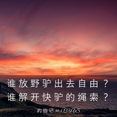 Picture 03 - 约 伯 记 39:5 CUVS - 谁 放 野 驴 出 去 自 由 ？ 谁 解 开 - Bible Verse Picture
