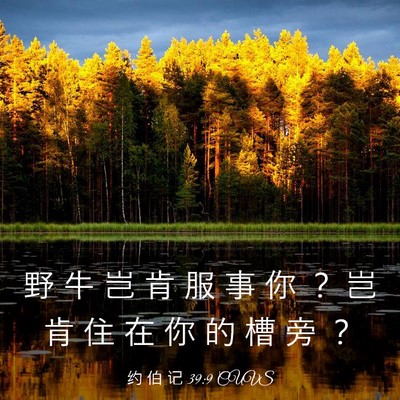 Picture 03 - 约 伯 记 39:9 CUVS - 野 牛 岂 肯 服 事 你 ？ 岂 肯 住 在 - Bible Verse Picture
