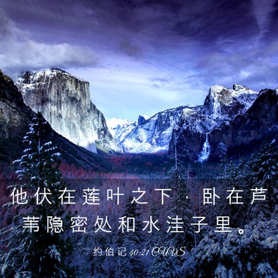 Picture 03 - 约 伯 记 40:21 CUVS - 他 伏 在 莲 叶 之 下 ， 卧 在 芦 苇 - Bible Verse Picture