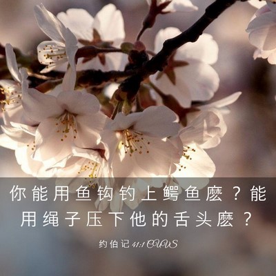 Picture 03 - 约 伯 记 41:1 CUVS - 你 能 用 鱼 钩 钓 上 鳄 鱼 麽 ？ 能 - Bible Verse Picture