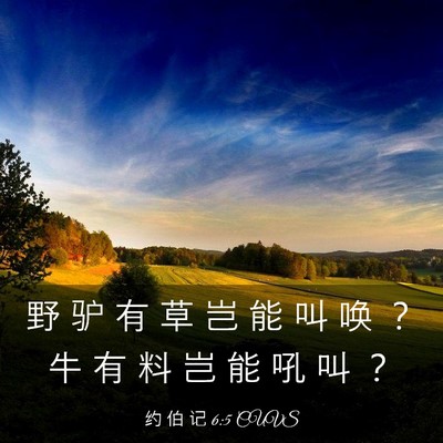 Picture 03 - 约 伯 记 6:5 CUVS - 野 驴 有 草 岂 能 叫 唤 ？ 牛 有 料 - Bible Verse Picture