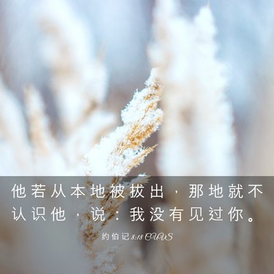 Picture 03 - 约 伯 记 8:18 CUVS - 他 若 从 本 地 被 拔 出 ， 那 地 就 - Bible Verse Picture