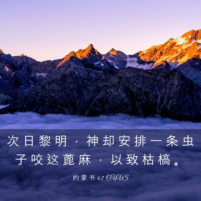 Picture 03 - 约 拿 书 4:7 CUVS - 次 日 黎 明 ， 神 却 安 排 一 条 虫 - Bible Verse Picture