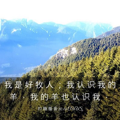 Picture 03 - 约 翰 福 音 10:14 CUVS - 我 是 好 牧 人 ； 我 认 识 我 的 羊 - Bible Verse Picture