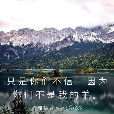 Picture 03 - 约 翰 福 音 10:26 CUVS - 只 是 你 们 不 信 ， 因 为 你 们 不 - Bible Verse Picture