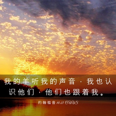 Picture 03 - 约 翰 福 音 10:27 CUVS - 我 的 羊 听 我 的 声 音 ， 我 也 认 - Bible Verse Picture