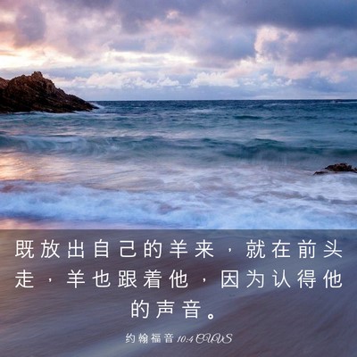 Picture 03 - 约 翰 福 音 10:4 CUVS - 既 放 出 自 己 的 羊 来 ， 就 在 前 - Bible Verse Picture