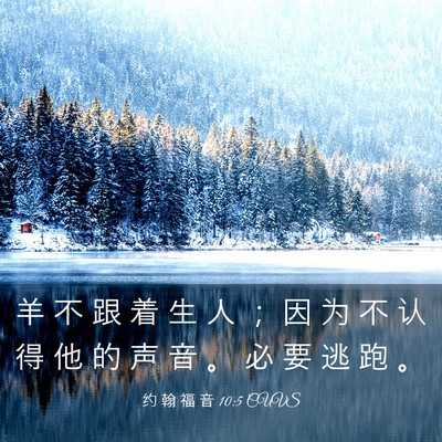 Picture 03 - 约 翰 福 音 10:5 CUVS - 羊 不 跟 着 生 人 ； 因 为 不 认 得 - Bible Verse Picture