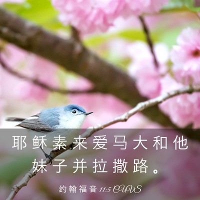 Picture 03 - 约 翰 福 音 11:5 CUVS - 耶 稣 素 来 爱 马 大 和 他 妹 子 并 - Bible Verse Picture
