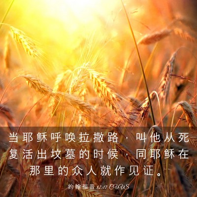 Picture 03 - 约 翰 福 音 12:17 CUVS - 当 耶 稣 呼 唤 拉 撒 路 ， 叫 他 从 - Bible Verse Picture