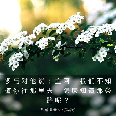Picture 03 - 约 翰 福 音 14:5 CUVS - 多 马 对 他 说 ： 主 阿 ， 我 们 不 - Bible Verse Picture