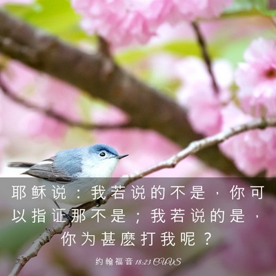 Picture 03 - 约 翰 福 音 18:23 CUVS - 耶 稣 说 ： 我 若 说 的 不 是 ， 你 - Bible Verse Picture