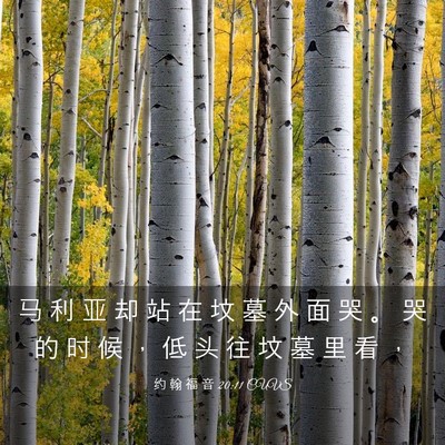 Picture 03 - 约 翰 福 音 20:11 CUVS - 马 利 亚 却 站 在 坟 墓 外 面 哭 。 - Bible Verse Picture