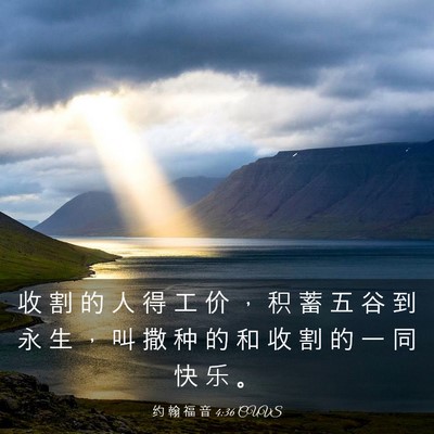 Picture 03 - 约 翰 福 音 4:36 CUVS - 收 割 的 人 得 工 价 ， 积 蓄 五 谷 - Bible Verse Picture