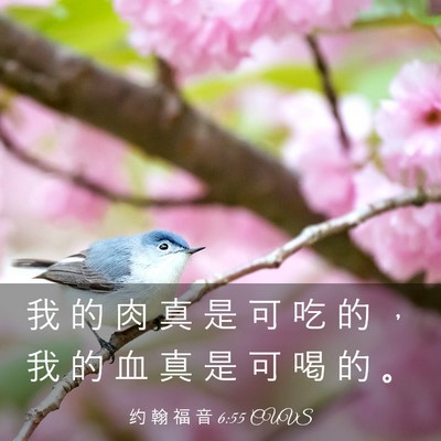 Picture 03 - 约 翰 福 音 6:55 CUVS - 我 的 肉 真 是 可 吃 的 ， 我 的 血 - Bible Verse Picture
