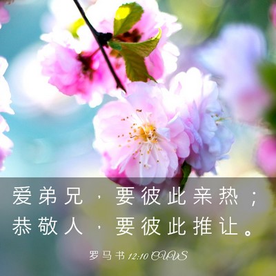 Picture 03 - 罗 马 书 12:10 CUVS - 爱 弟 兄 ， 要 彼 此 亲 热 ； 恭 敬 - Bible Verse Picture