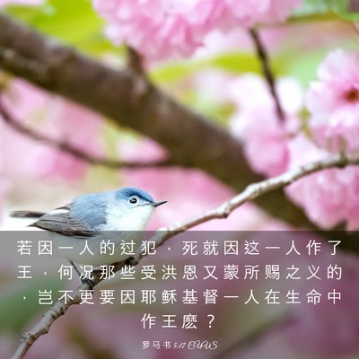 Picture 03 - 罗 马 书 5:17 CUVS - 若 因 一 人 的 过 犯 ， 死 就 因 这 - Bible Verse Picture