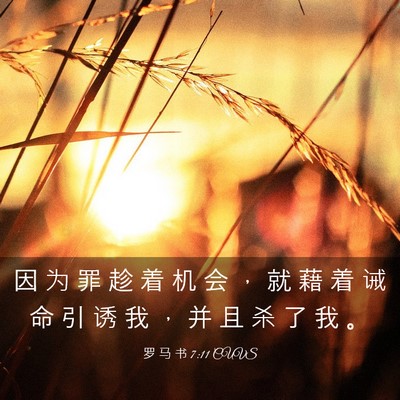 Picture 03 - 罗 马 书 7:11 CUVS - 因 为 罪 趁 着 机 会 ， 就 藉 着 诫 - Bible Verse Picture