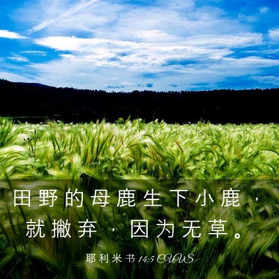 Picture 03 - 耶 利 米 书 14:5 CUVS - 田 野 的 母 鹿 生 下 小 鹿 ， 就 撇 - Bible Verse Picture