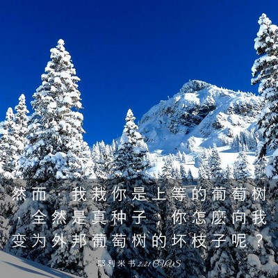 Picture 03 - 耶 利 米 书 2:21 CUVS - 然 而 ， 我 栽 你 是 上 等 的 葡 萄 - Bible Verse Picture