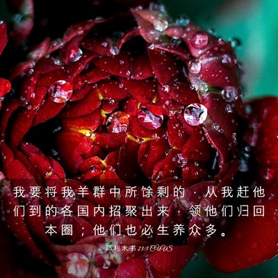 Picture 03 - 耶 利 米 书 23:3 CUVS - 我 要 将 我 羊 群 中 所 馀 剩 的 ， - Bible Verse Picture