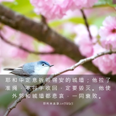 Picture 03 - 耶 利 米 哀 歌 2:8 CUVS - 耶 和 华 定 意 拆 毁 锡 安 的 城 墙 - Bible Verse Picture
