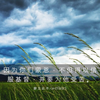 Picture 03 - 腓 立 比 书 1:29 CUVS - 因 为 你 们 蒙 恩 ， 不 但 得 以 信 - Bible Verse Picture