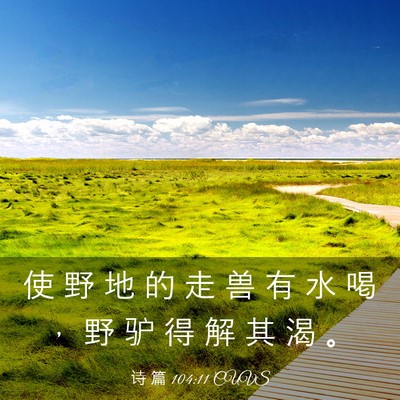 Picture 03 - 诗 篇 104:11 CUVS - 使 野 地 的 走 兽 有 水 喝 ， 野 驴 - Bible Verse Picture